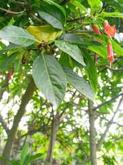 Iochroma fuchsioides