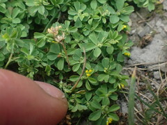 Trifolium micranthum