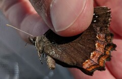 Gyrocheilus patrobas