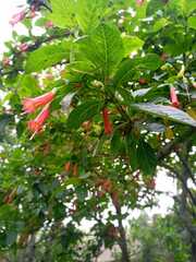 Iochroma fuchsioides