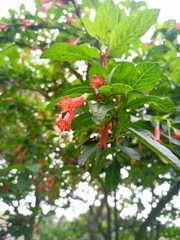 Iochroma fuchsioides