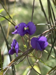 Hardenbergia violacea
