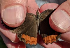 Gyrocheilus patrobas