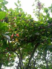 Iochroma fuchsioides