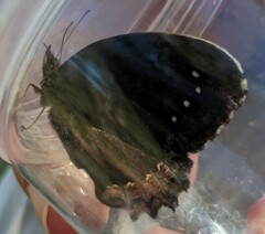 Gyrocheilus patrobas