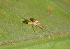 Cosmophasis bitaeniata