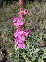 Penstemon palmeri