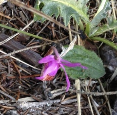 Calypso bulbosa occidentalis