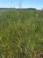 Eryngium ebracteatum