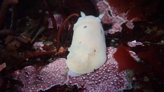 Diaulula sandiegensis