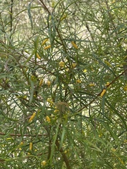 Persoonia linearis