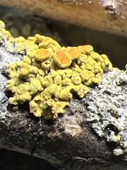 Candelariella rosulans