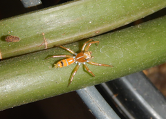 Cosmophasis bitaeniata