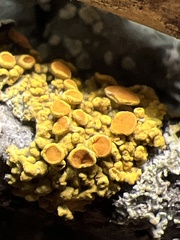 Candelariella rosulans