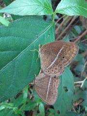 Mycalesis janardana