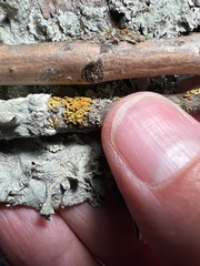 Candelariella rosulans