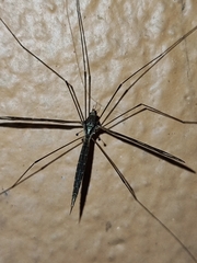 Austrolimnophila argus