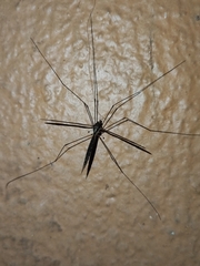 Austrolimnophila argus