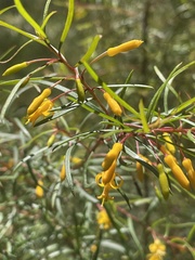 Persoonia