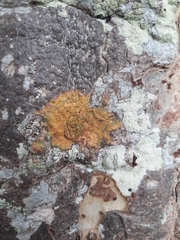 Trentepohlia aurea