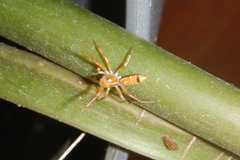 Cosmophasis bitaeniata