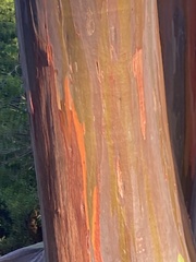 Eucalyptus deglupta