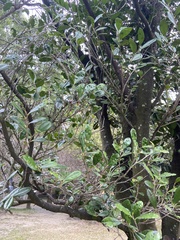 Diospyros ferrea