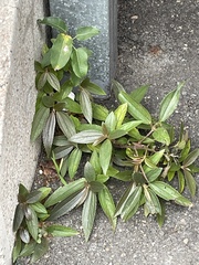 Boehmeria densiflora