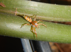 Cosmophasis bitaeniata