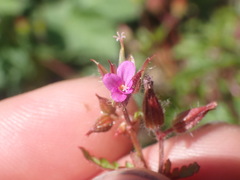 Geranium purpureum