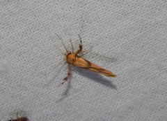 Stathmopoda luminata