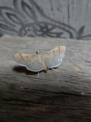 Blepharomastix ranalis