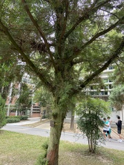 Calocedrus formosana