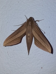 Xylophanes loelia