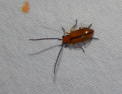 Galerucinae