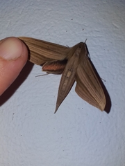 Xylophanes loelia