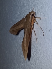 Xylophanes loelia
