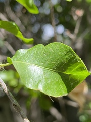 Schinus latifolia