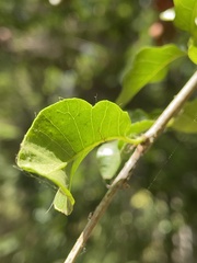 Schinus latifolia