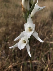 Chloraea crispa