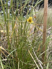 Microseris scapigera