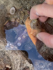 Octopus bimaculoides