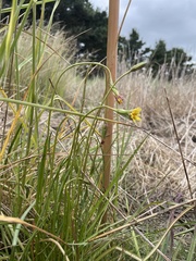 Microseris scapigera