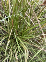 Microseris scapigera