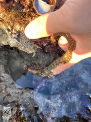 Octopus bimaculoides