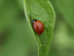 Cycloneda sanguinea