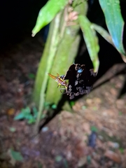 Micrathena sexspinosa