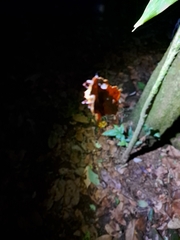 Micrathena sexspinosa