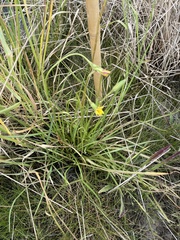 Microseris scapigera