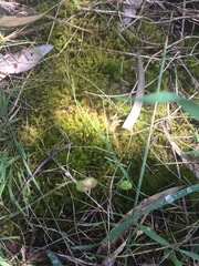 Triquetrella papillata